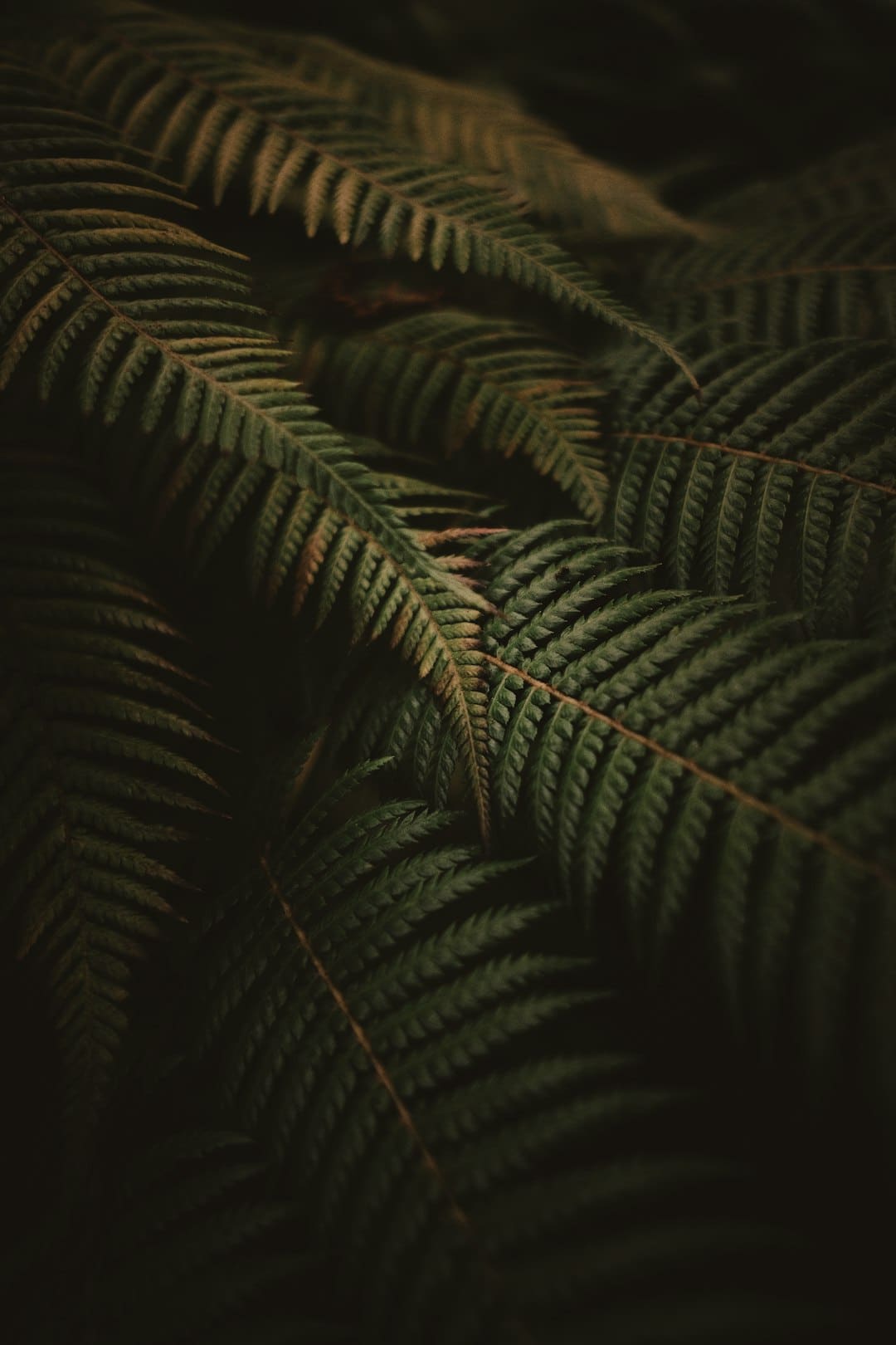 馇子怎么炒